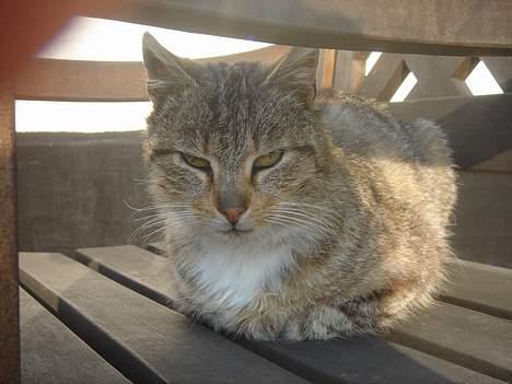 Huskat Buller  ** R.I.P.** billede 19