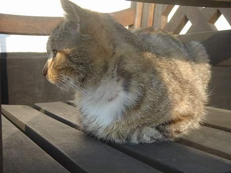 Huskat Buller  ** R.I.P.** billede 20