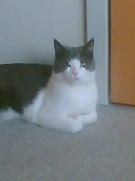 Huskat karl mulle - uhhmmm... hale billede 8