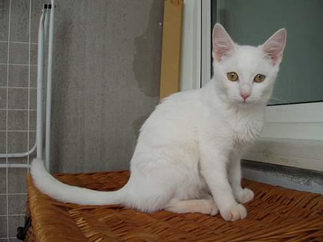 Huskat Wichapi billede 11