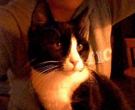 Huskat Agger billede 1