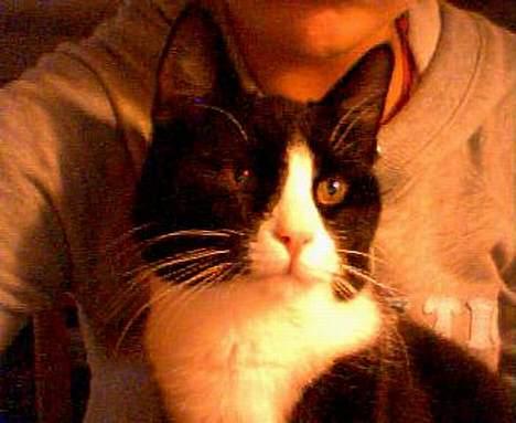 Huskat Agger billede 3