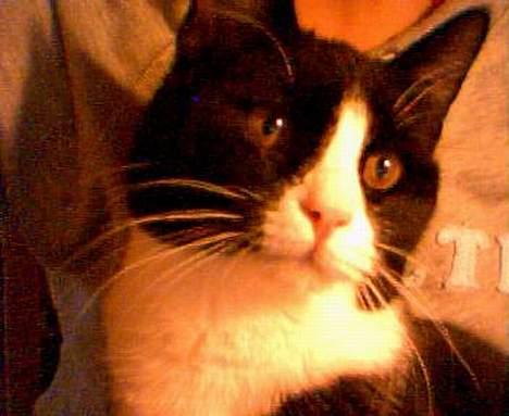 Huskat Agger billede 4