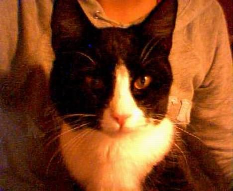 Huskat Agger billede 5