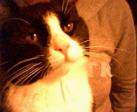 Huskat Agger billede 6