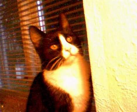 Huskat Agger billede 7