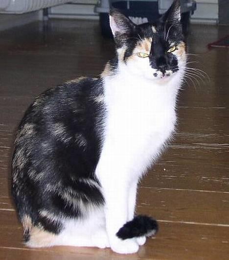 Huskat Mille billede 1