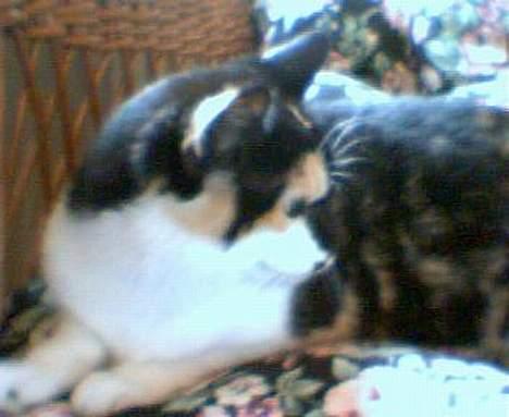 Huskat Mille billede 2