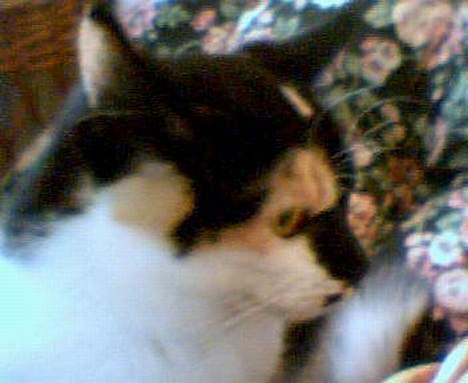 Huskat Mille billede 3