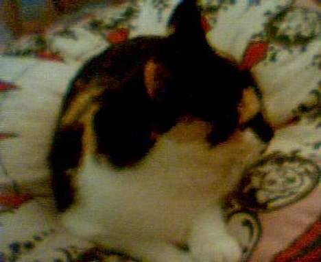 Huskat Mille billede 4