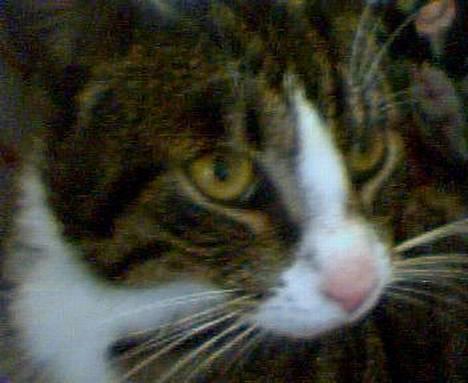 Huskat Ivan billede 1