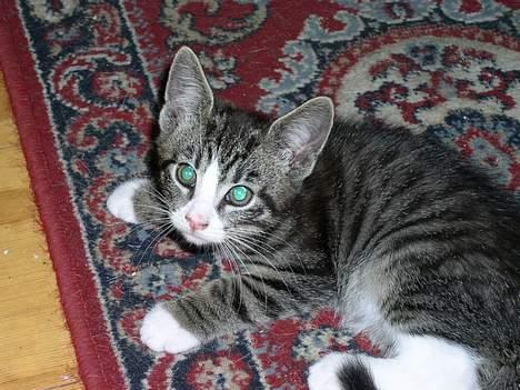 Huskat Ivan billede 2