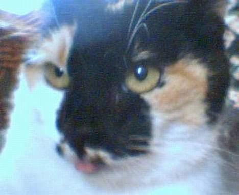 Huskat Mille billede 5