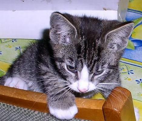 Huskat Ivan billede 3