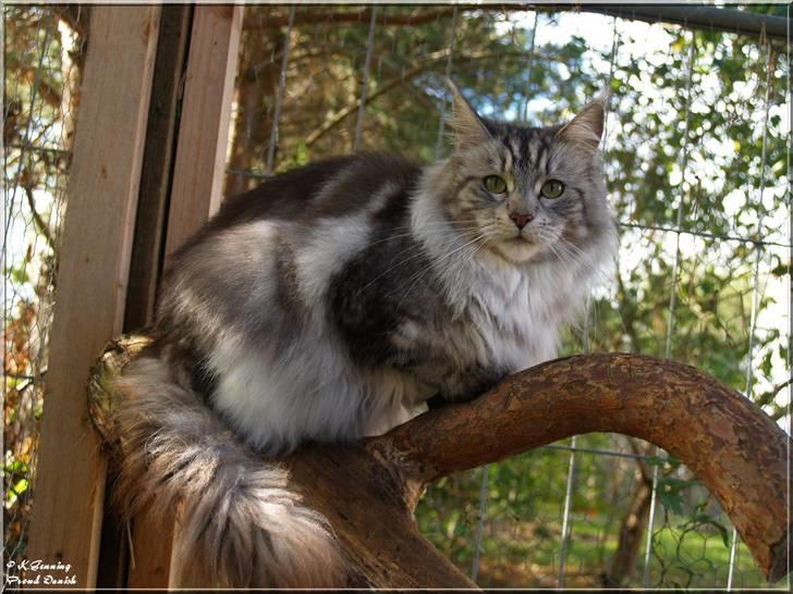 Maine Coon DK Proud Danish Beauti billede 9