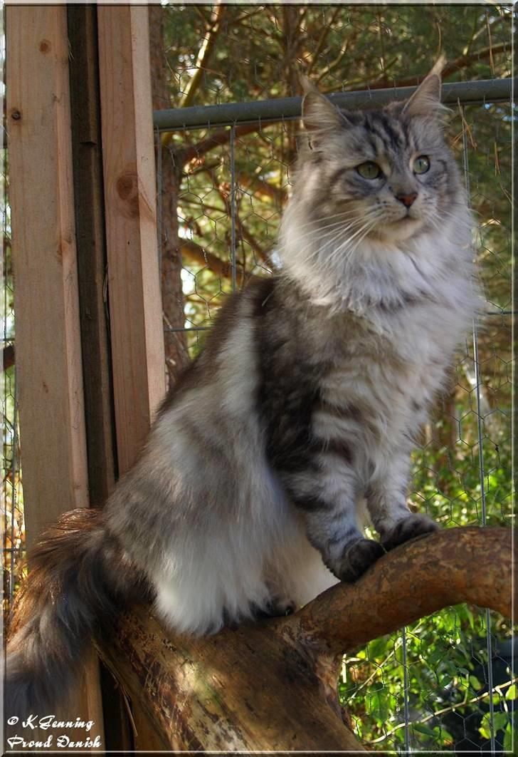 Maine Coon DK Proud Danish Beauti - Så smuk hun er!  billede 10