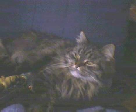 Blanding af racer willow - en træt dame billede 6