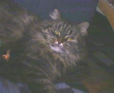 Blanding af racer willow - så køn  billede 8