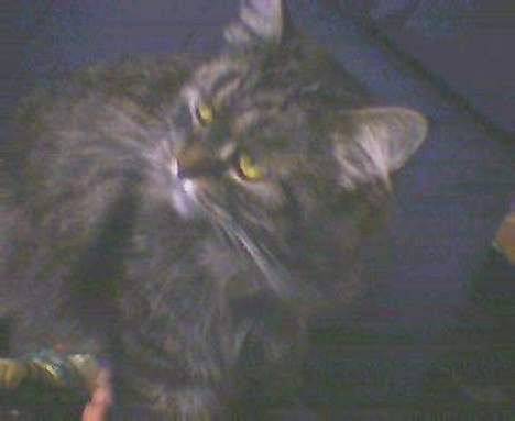 Blanding af racer willow - flotte øre billede 9