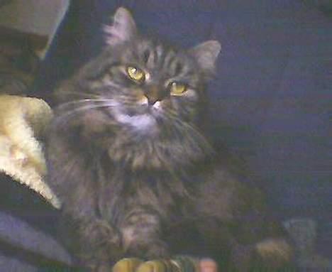 Blanding af racer willow - hvem kan stå for de ugle øjne billede 10