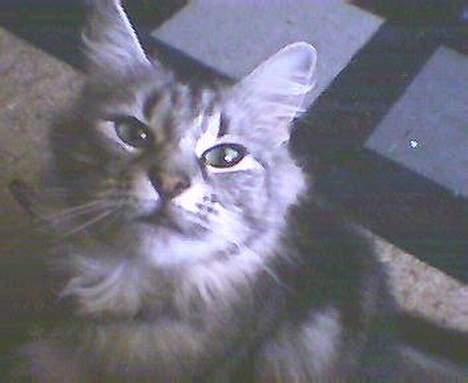 Norsk Skovkat kida - hun tænker vist .hvad har du gang i hehe billede 10