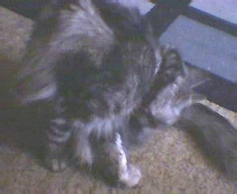 Norsk Skovkat kida - vaske tid  billede 11