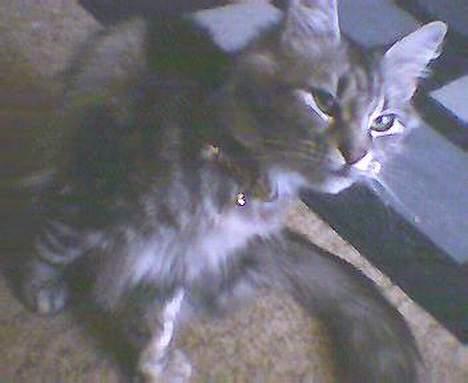 Norsk Skovkat kida - igen igen  billede 12