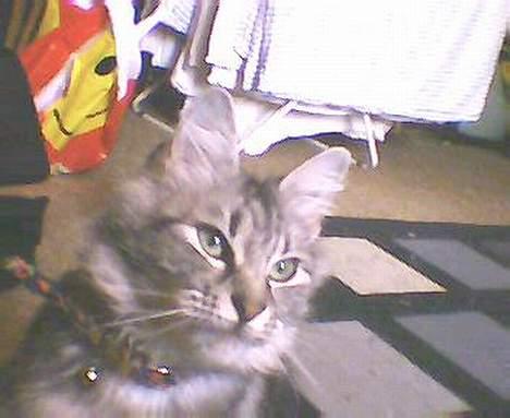 Norsk Skovkat kida - min smukke pige  billede 13