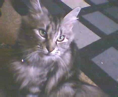 Norsk Skovkat kida - hun er da sød billede 14