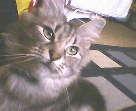 Norsk Skovkat kida - flotte grågrønne øjne billede 15