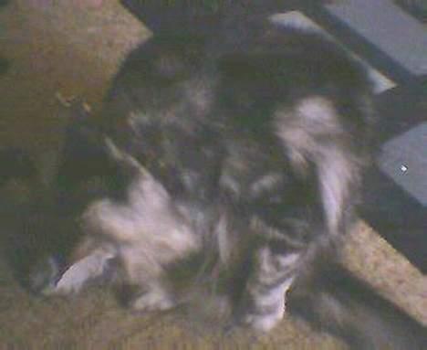 Norsk Skovkat kida - nå ja man kan altid vaske sig  billede 16