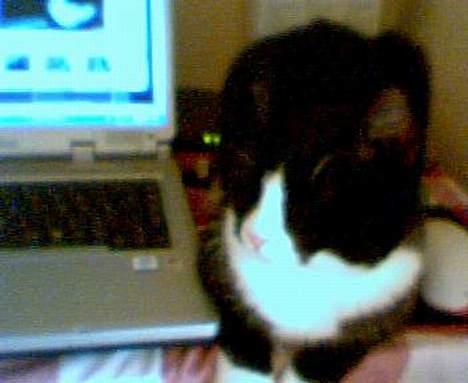 Huskat Agger billede 8