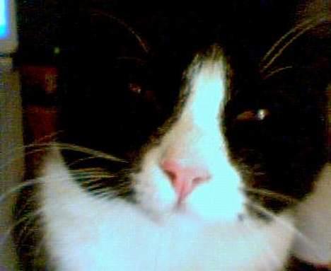 Huskat Agger billede 9