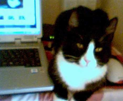 Huskat Agger billede 10