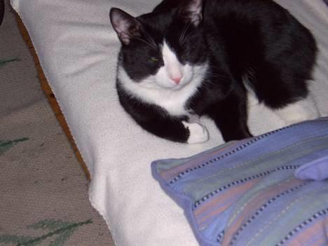 Blanding af racer Mons billede 1