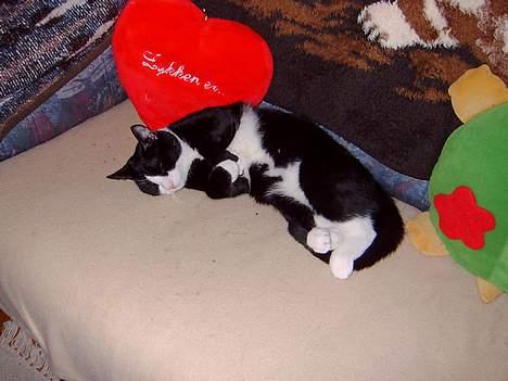 Blanding af racer Mons billede 2