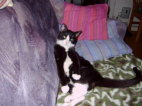 Blanding af racer Mons billede 3