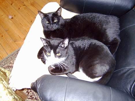 Blanding af racer Mons billede 4