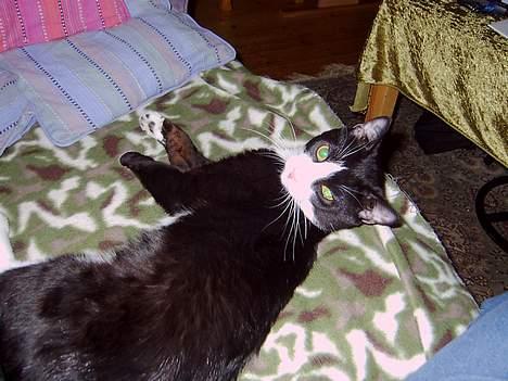 Blanding af racer Mons billede 5