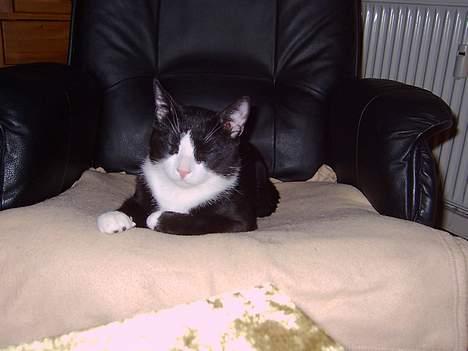 Blanding af racer Mons billede 6