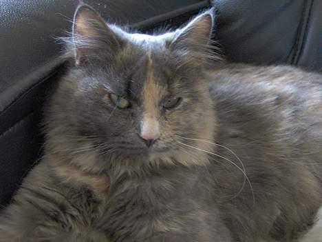 Norsk Skovkat Tikki  *Forsvundet* :o( billede 14