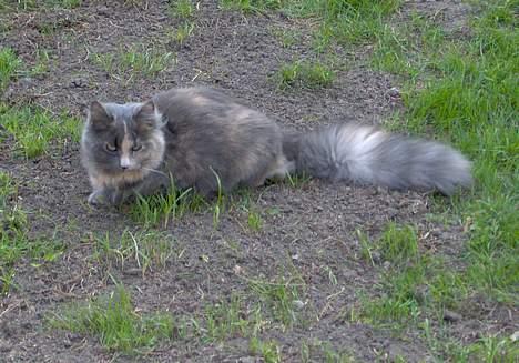 Norsk Skovkat Tikki  *Forsvundet* :o( billede 15