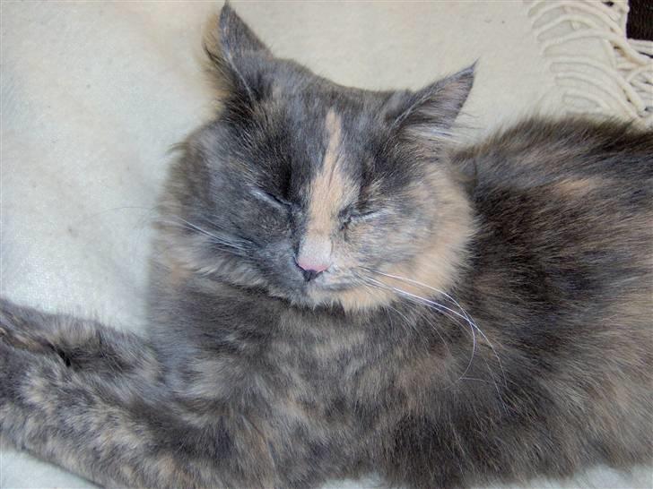 Norsk Skovkat Tikki  *Forsvundet* :o( - Jeg hader kameraer... specielt når der er blitz på ;-) billede 16