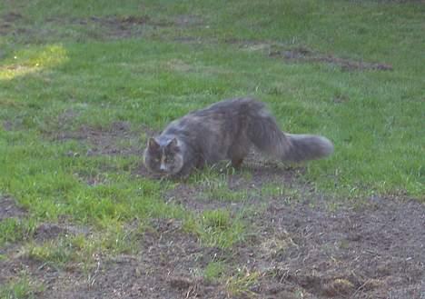 Norsk Skovkat Tikki  *Forsvundet* :o( - Tikki på jagt billede 17