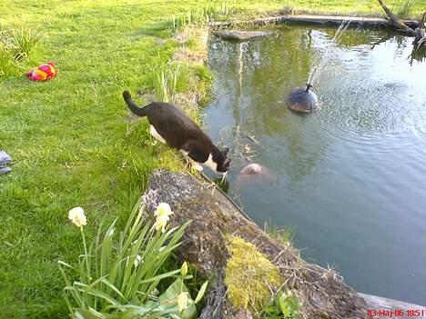 Blanding af racer Mis (død) - Ih hvor er der langt ned til det vand. billede 15
