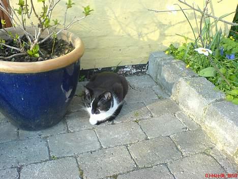 Blanding af racer Mis (død) - Slikker lige lidt sol. billede 16