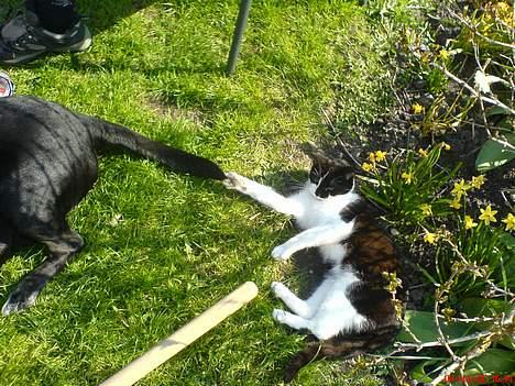 Blanding af racer Mis (død) - Hihi hundens hale er sjov at lege med. billede 17