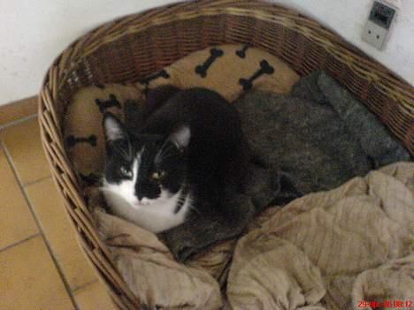 Blanding af racer Mis (død) - Ups det er vist ikke min kurv, men Dinos... billede 18