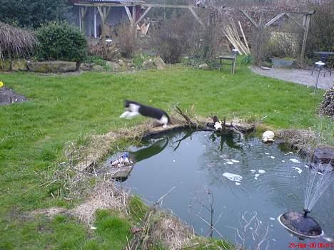 Blanding af racer Mis (død) - Hopla... billede 19