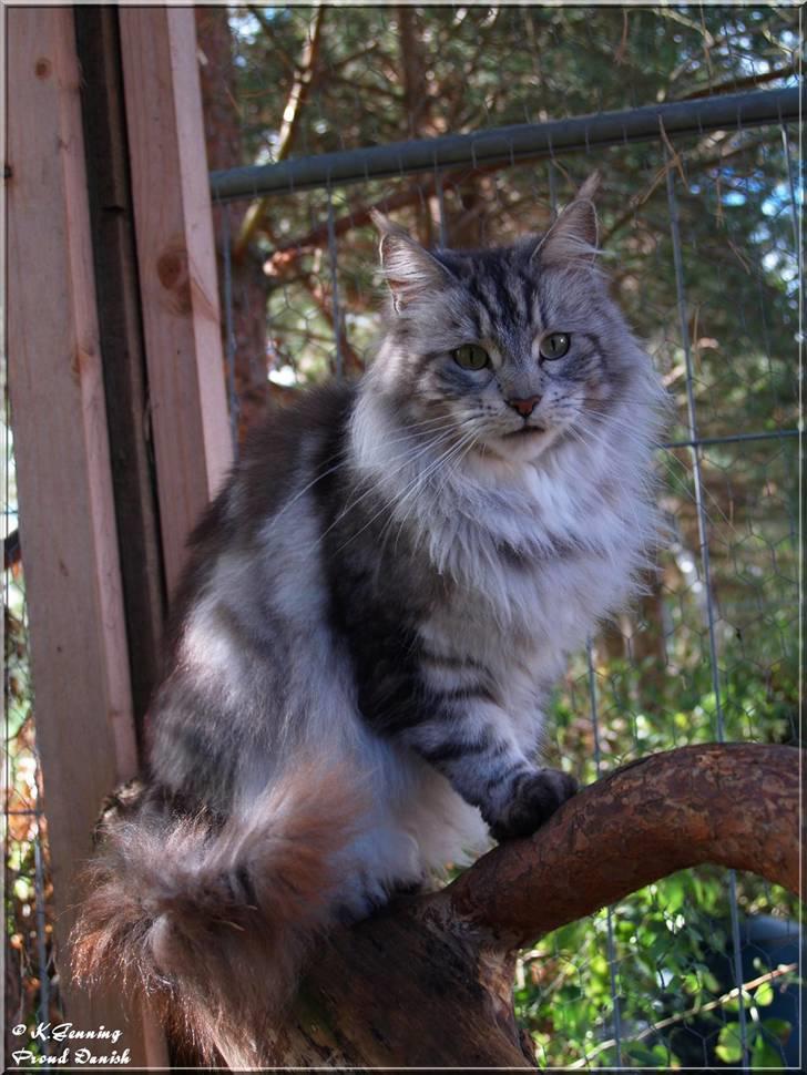 Maine Coon DK Proud Danish Beauti - Beauti okt 2009 billede 12